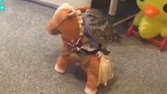 音乐短片 - 身为鸟界哈士奇,猫头鹰真的很!逗!比!