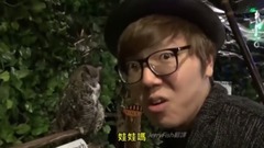 音乐短片 - 浅草猫头鹰森林 超级可爱的