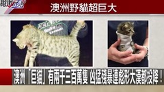 音乐短片 - 澳洲「巨貓」有两千三百万只 凶猛殘暴连彪形大汉都投降!?