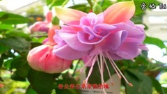 音乐短片 - 老公亲亲我的嘴