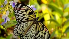 音乐短片 - STRANGER IN PARADISE