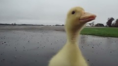 音乐短片 - NANI ! 鸭 Doriftu!