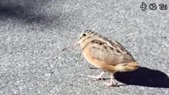 音乐短片,萌宠 - Birb