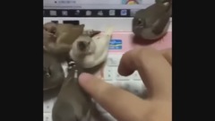 音乐短片 - 15 MIN OF DANK BIRB MEMES