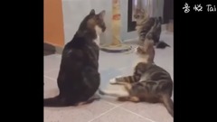 音乐短片,萌宠 - 11 MIN OF DANK CAT MEMES