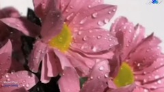 音乐短片 - The scenery mediafile