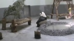 萌宠 - 日本网友都看乐了,熊猫被热到怀疑人生!