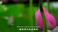 音乐短片 - 荷风夏雨 雨的旋律