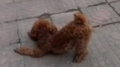 萌宠 - 萌宠合集!怂的不要不要的