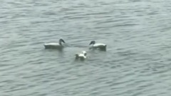 音乐短片 - 春光美