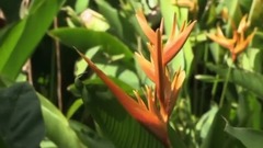 音乐短片 - 圣露西亚 下 St. Lucia