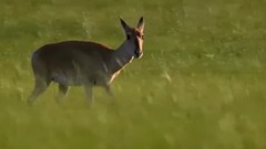 音乐短片 - 驼羔之歌