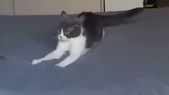 音乐短片,萌宠 - Cat has a vietnam flashback