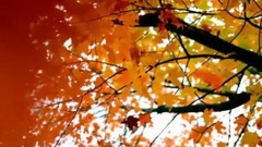 音乐短片 - 钢琴曲《牵我的手》奥马尔