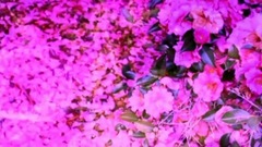 音乐短片 - Dagda - Sailing By