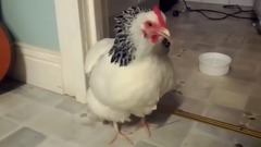 萌宠 - Sneezing Chicken