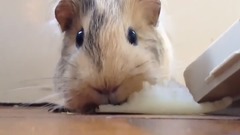 音乐短片,萌宠 - Funny Sneezing Animals 2015