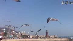 音乐短片,风景 - 大连天书广场的海鸥