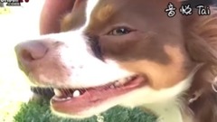 萌宠 - Adopt SNICKERS!