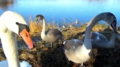 音乐短片 - Лебединая семья. Осень.