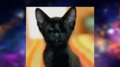 音乐短片 - 猫咪的日常搞笑系列 1、10 Hero Cats Who Saved The Humans They Love!