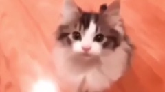 音乐短片 - If you laugh, you lose - funny cat & dog compilation 2017