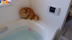 音乐短片,萌宠 - 被玩具鸭子吸引的猫咪 结果一不小心就掉进水里去了