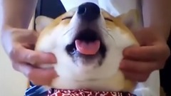 音乐短片,萌宠 - Of pet collection Lovely gesture of all