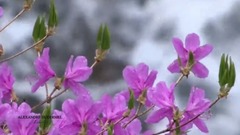 音乐短片 - Liberté