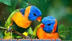 音乐短片 - Whatsapp