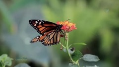 音乐短片 - La Paix du Coeur