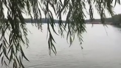 音乐短片 - 荷花美