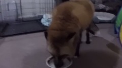 萌宠 - Loki Gets His Coconut Water