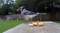 音乐短片,萌宠 - Blue Jays Versus Woodpecker