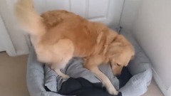 音乐短片,萌宠 - Groodle dog LUUURVS her new bed!