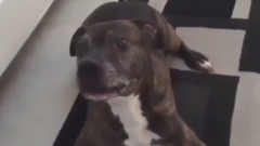 音乐短片 - Funny Dogs Scared of Masks