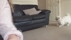 音乐短片 - Funny Dogs Scared of Masks - Part 2