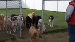 音乐短片 - Good Dogs Wait For Their Names To Be Called _ The Dodo