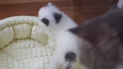 音乐短片,萌宠 - Cute Little Kitten Sneezes