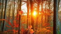 音乐短片 - ANE WALA PAL