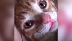 萌宠 - 猫咪打喷嚏有多魔性?