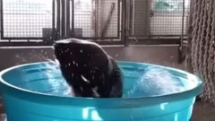 搞笑音乐 - 澡盆中旋转的大猩猩