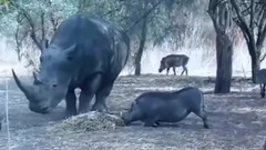 音乐短片 - Cuando te Metes con el Animal Equivocado