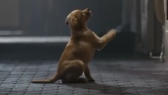 音乐短片,萌宠 - Budweiser Clydesdale Puppy Love Super Bowl 2014 Commercial