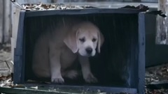 音乐短片,萌宠 - Budweiser Lost Dog Superbowl 2015 Commercial THE FEELS