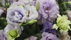 音乐短片 - Top 10 Most Expensive Flowers In The World