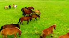 音乐短片 - 草原的女人