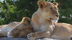 音乐短片 - 缤纷坦桑尼亚