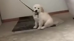 音乐短片,萌宠 - Golden Retriever Puppies Funny Compilation #2
