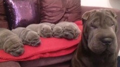 音乐短片,萌宠 - Proud Dog Mommies With Their Puppies